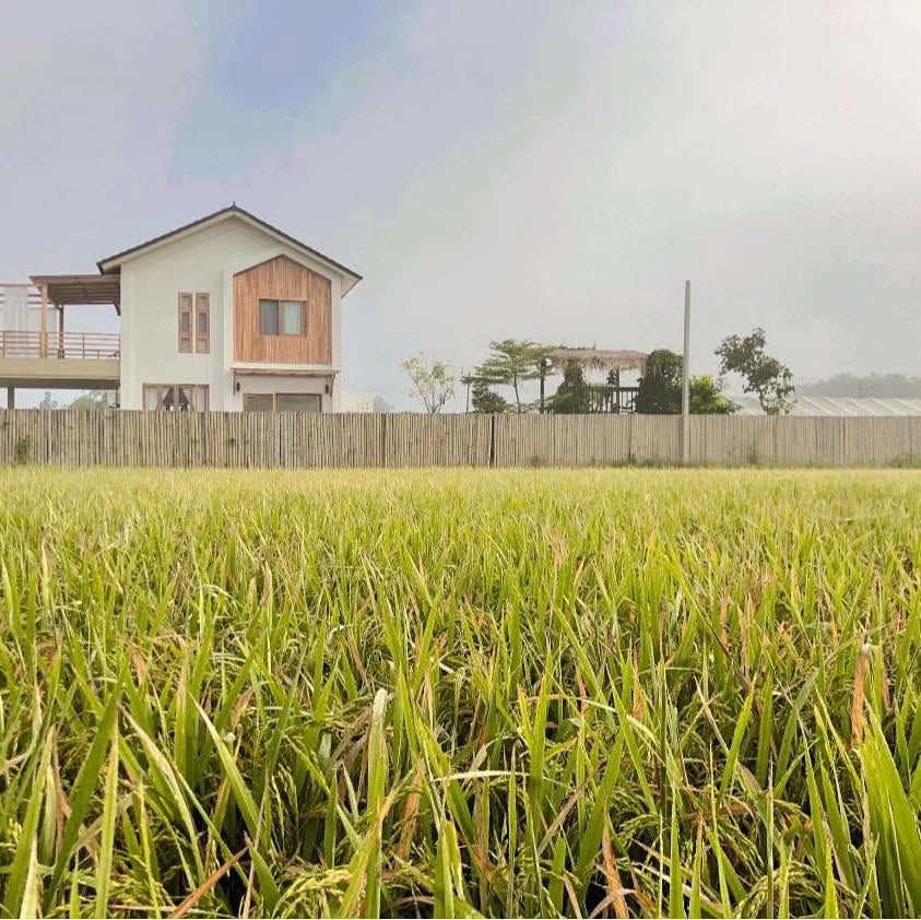 House Me Plants บ้านฉันmeต้นไม้